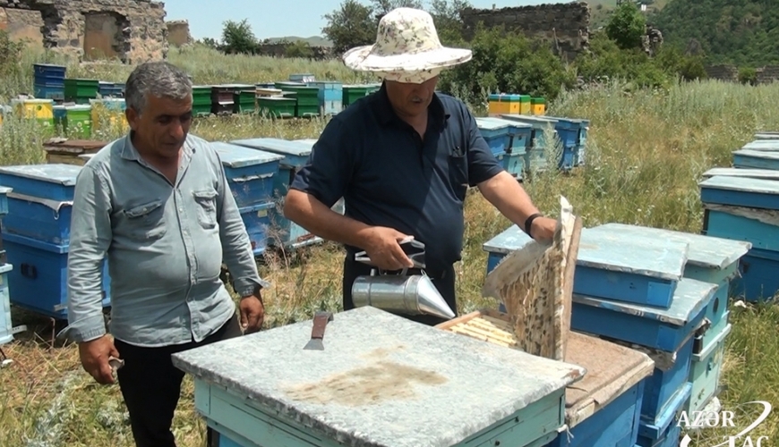 Arıçılıq və heyvandarlıq təsərrüfatlarının Kəlbəcərə köçü başlanır
