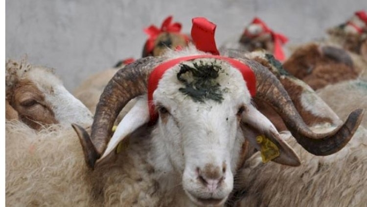 Qurban payını bu şəxslərə vermək olmaz - XƏBƏRDARLIQ!