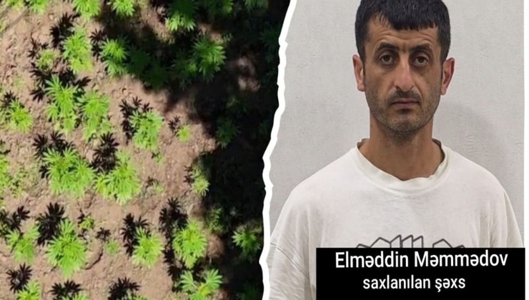 Hirkan Milli Parkında narkoplantasiya aşkarlanıb