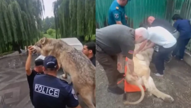 Erməni oliqarxın şiri öldü, timsahı isə... - Paşinyan işə qarışmalı oldu