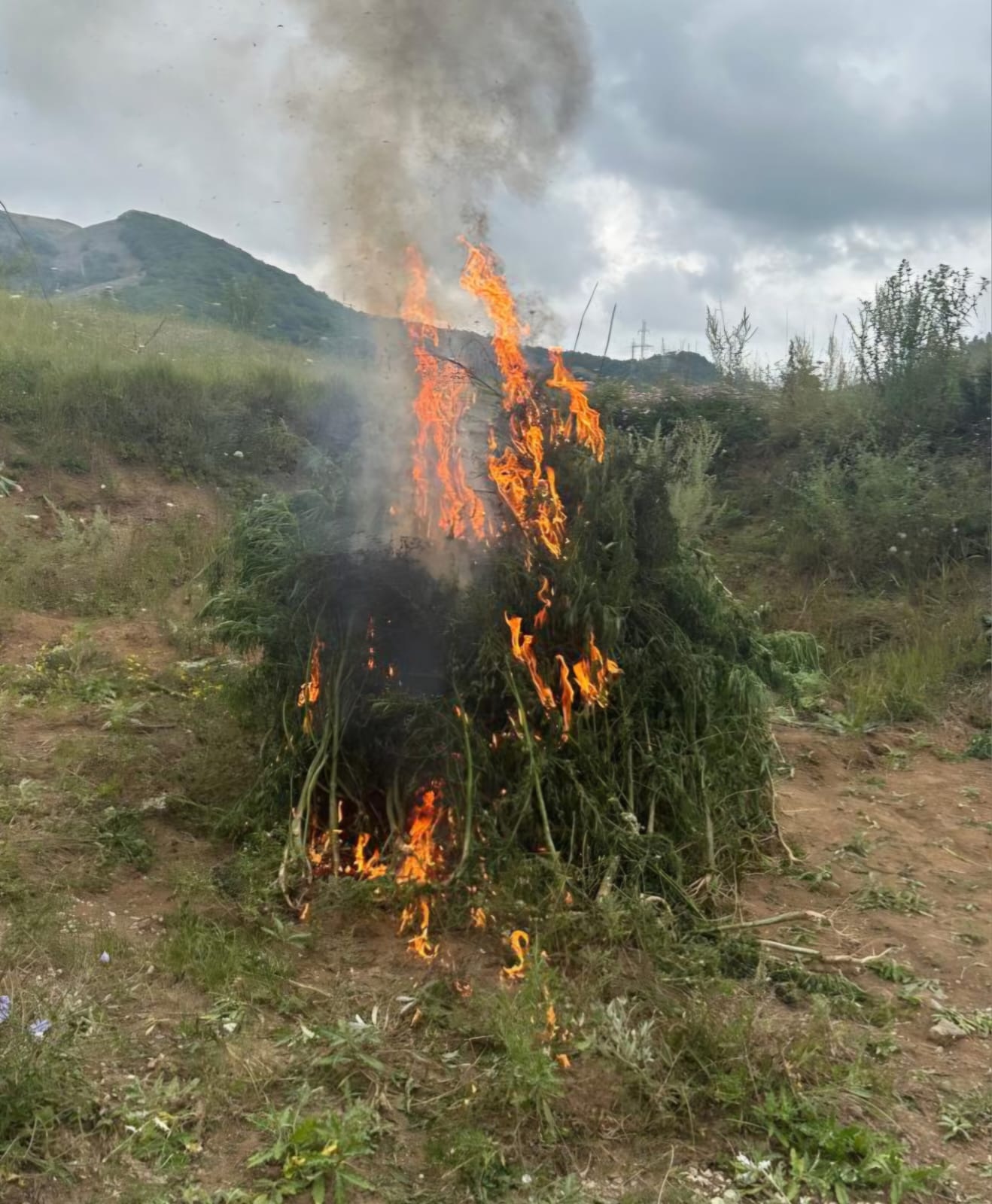 Şuşada 1 ton çətənə kolu məhv edildi - FOT0