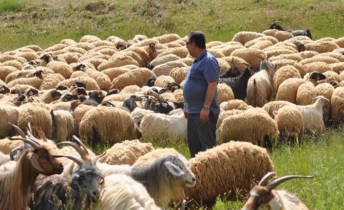 Qonşudan niyə qoyun-quzu alırıq? – SƏBƏB