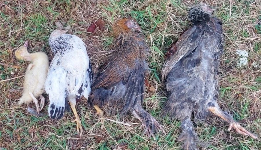 Cənubda ev quşları kütləvi tələf olur - təhlükəli virus yayılır?