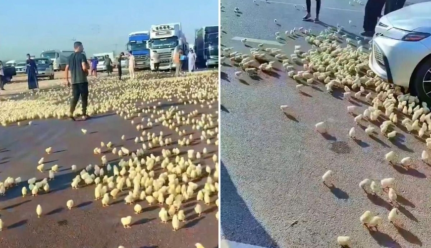 ÜRƏKAĞRIDAN GÖRÜNTÜLƏR - Yüzlərlə cücə maşının altında qalaraq tələf oldu 