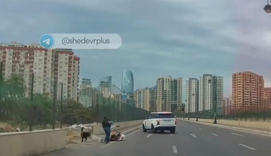 Bakıda sahibsiz itlər ana və uşaqlarına hücum etdi 